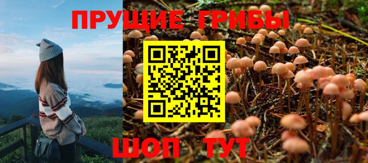 Галлюциногенные грибы Psilocybe Валуйки